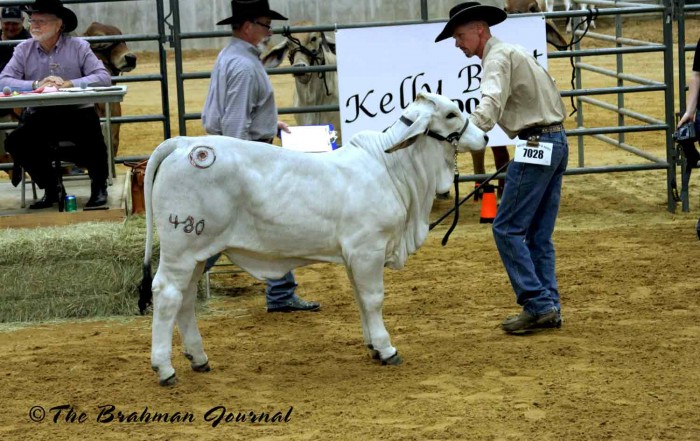 2017-Brazos-Valley-Fair-Reserve-Calf-Champion-480