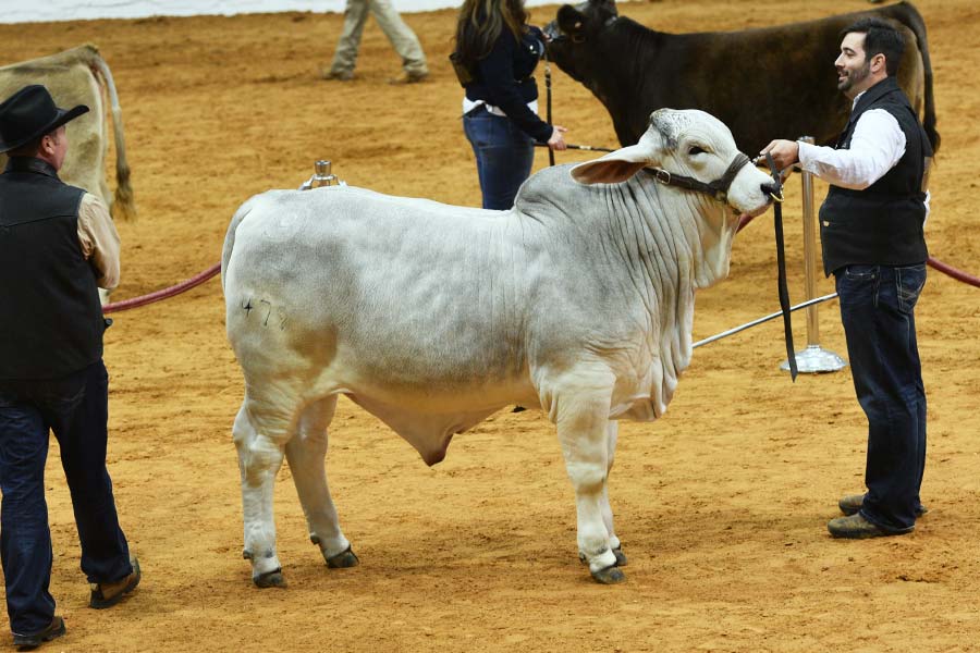 2018wins-FT WORTH-calf-champion-gray-bull