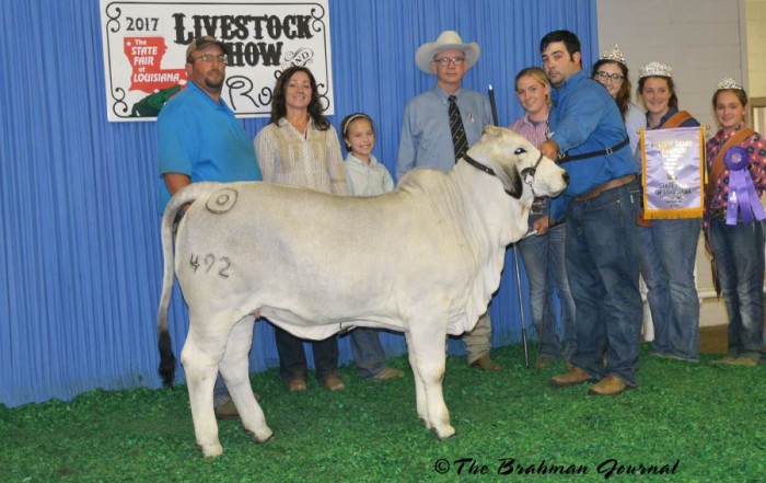 Louisiana-State-Fair--Miss-BER-Olivia-492-was-Calf-Champion-and-Reserve-Grand-Champion
