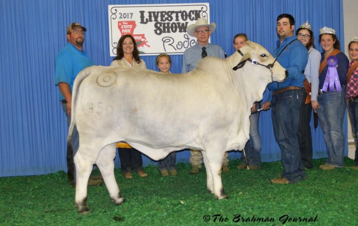 lousiana-state-fair---Miss-BER-450-was-Intermediate-Champion-Heifer
